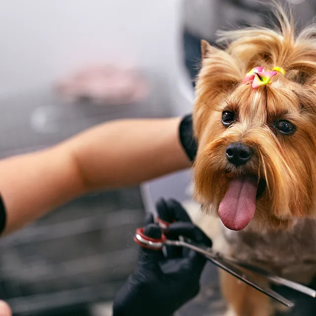 Pattounes salon de toilettage