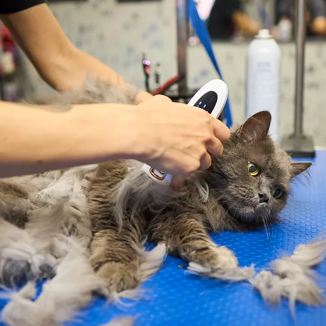 tondre un chat