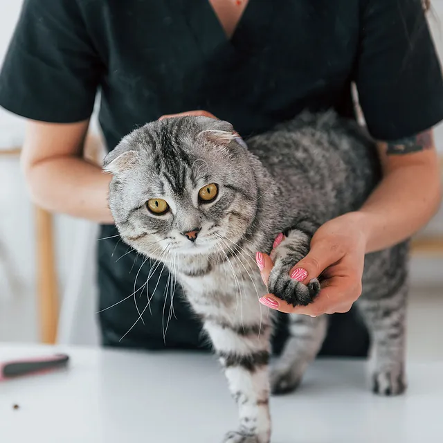 soins à apporter à un chat