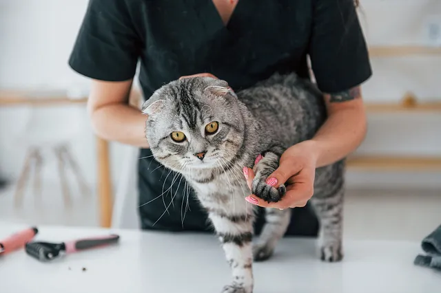 soins à apporter à un chat