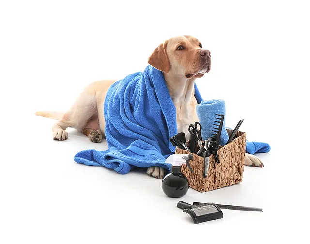 Toilettage de chien